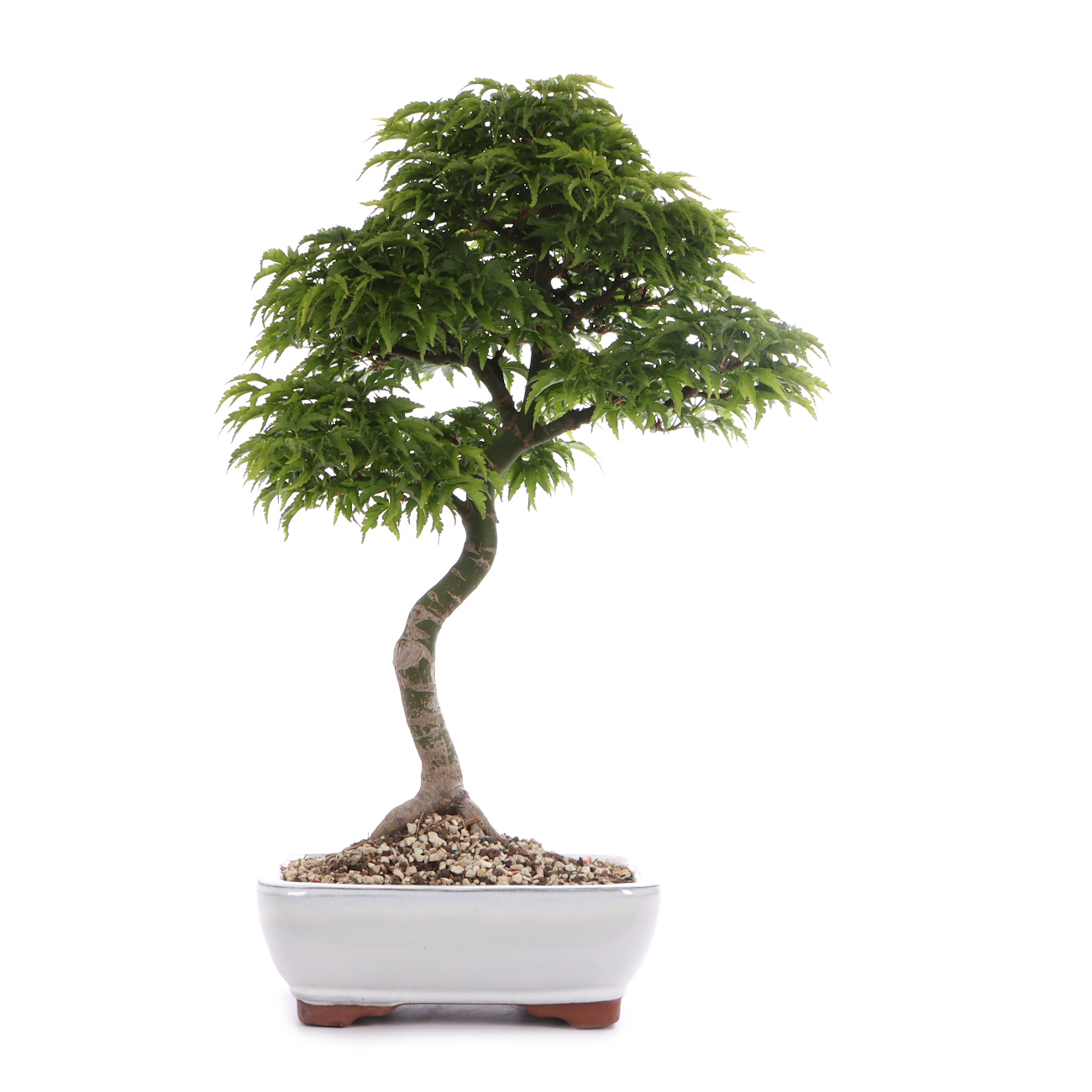 Acer palmatum 'Shishigashira'