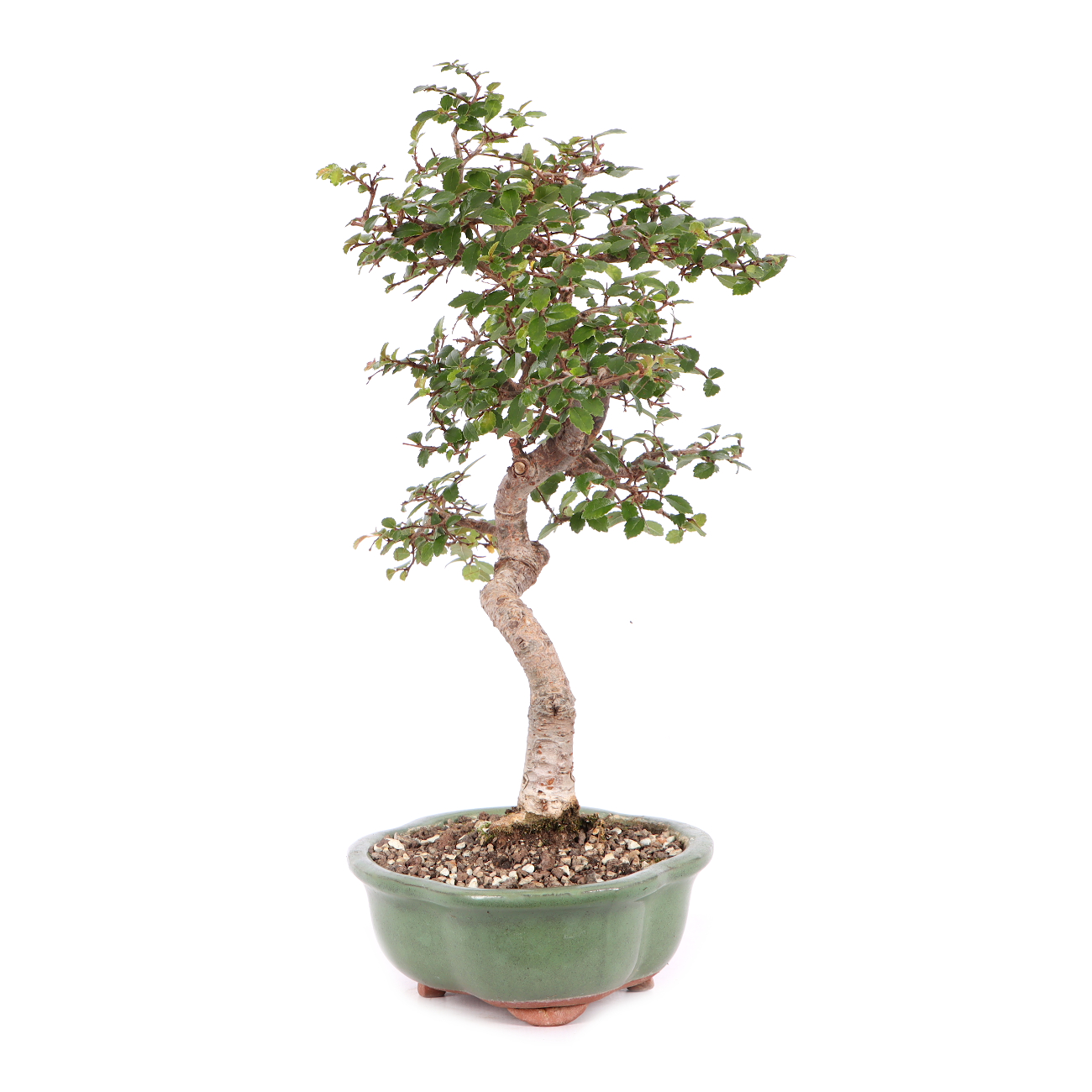Ulmus parvifolia