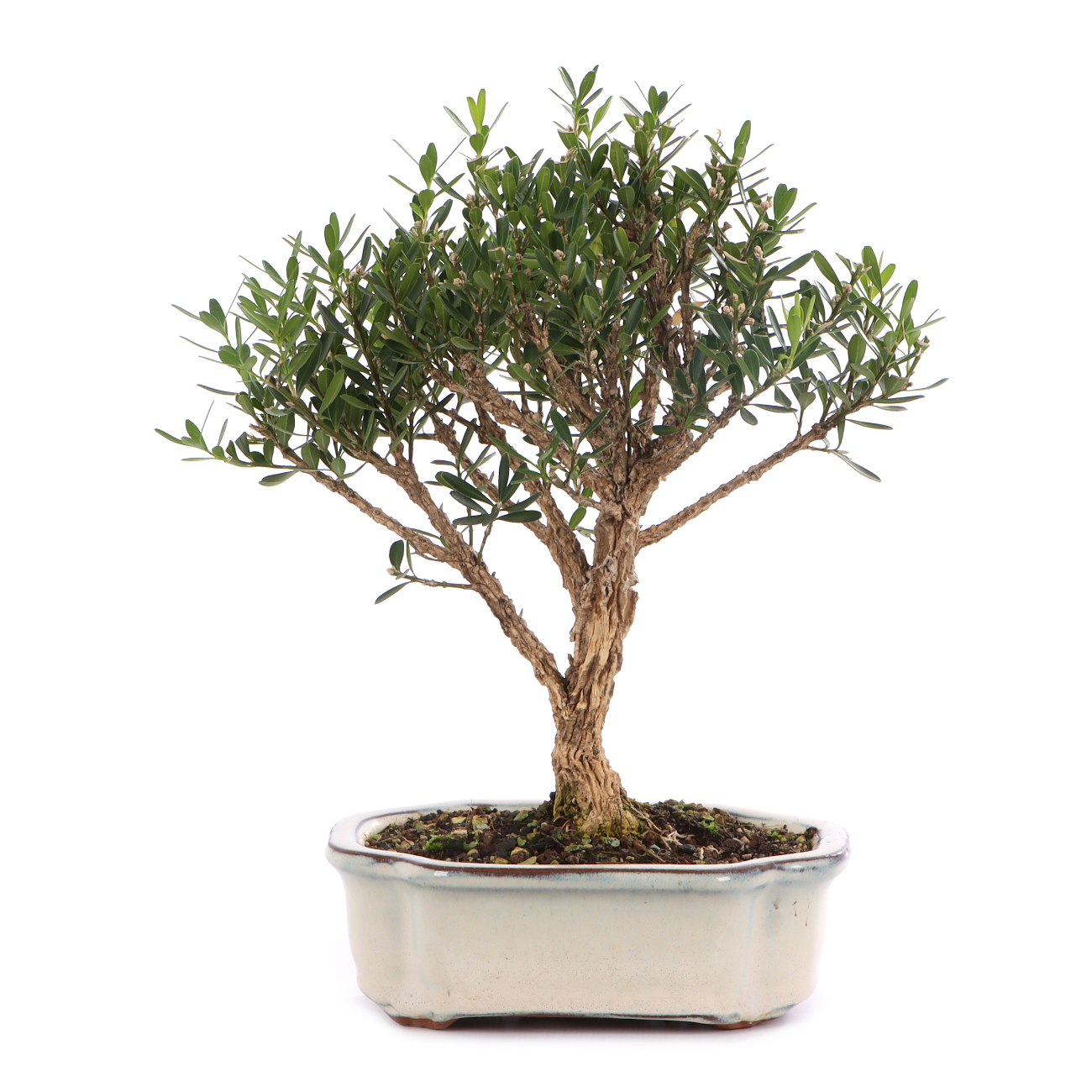 Buxus sinica var. sinica