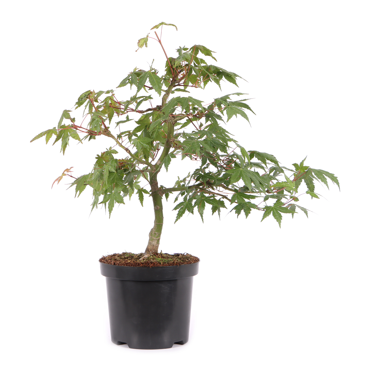 Acer palmatum