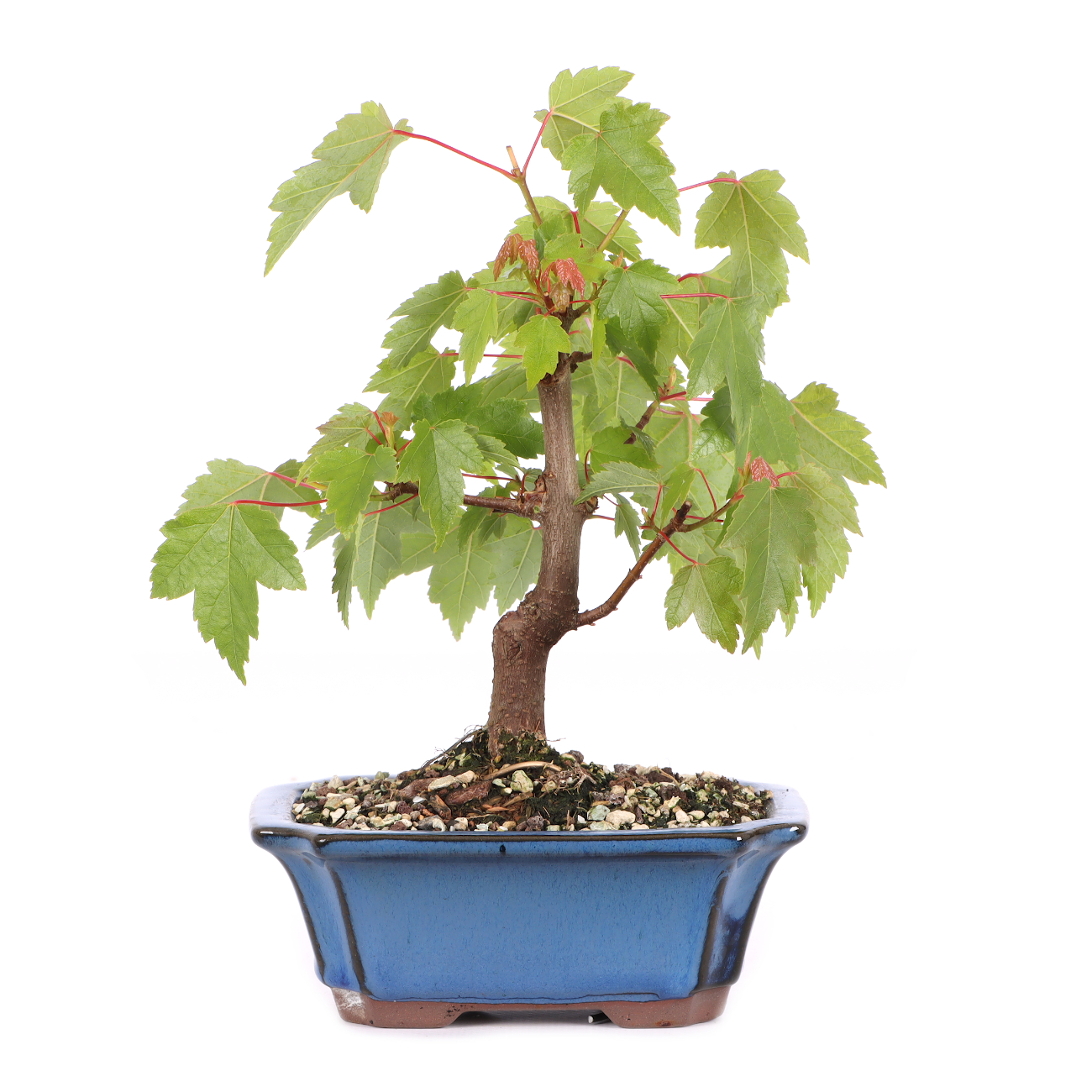 Acer rubrum 'October Glory'