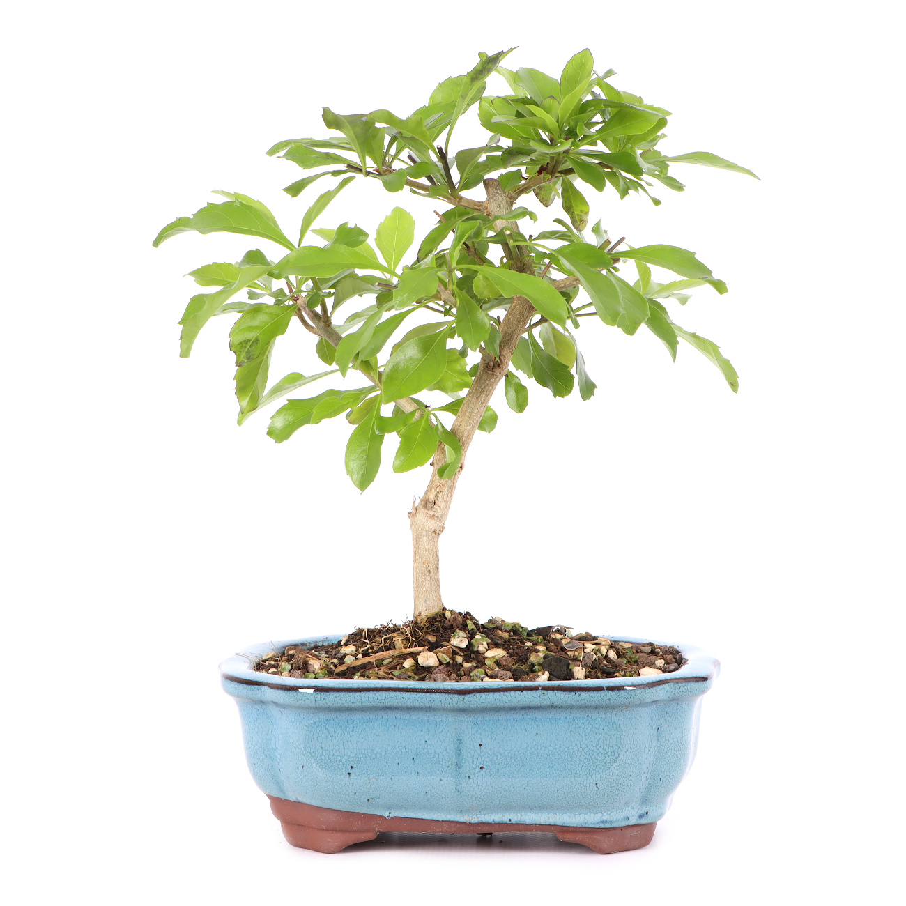 Duranta erecta