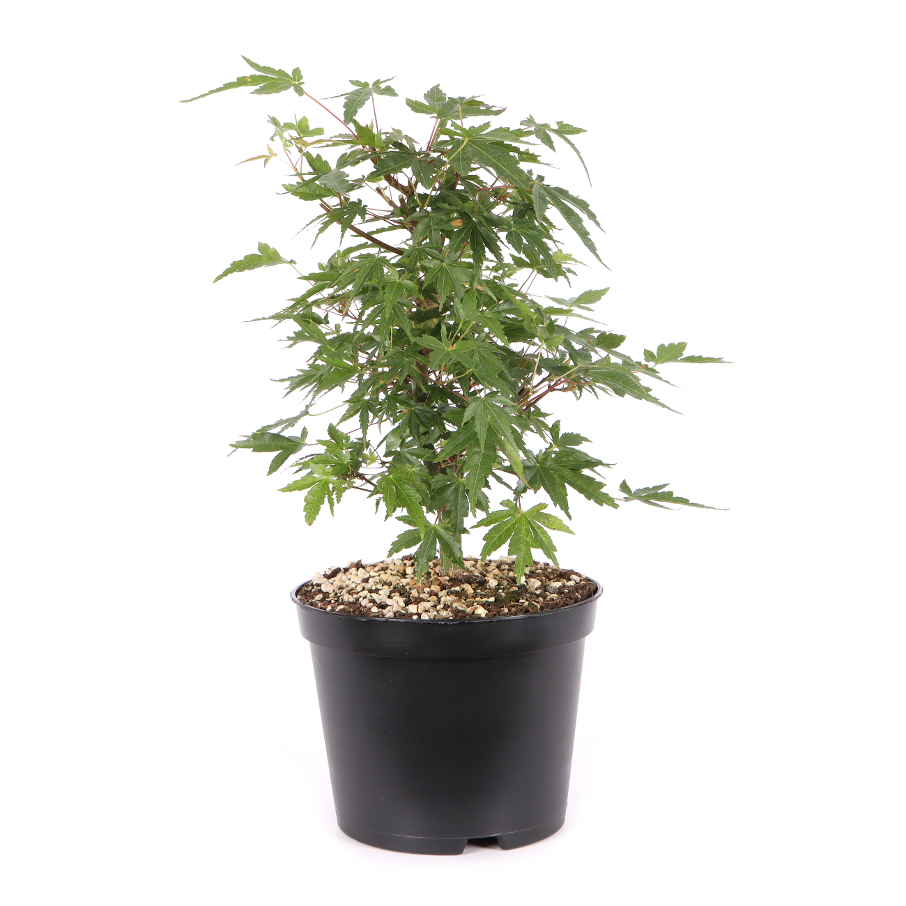 Acer palmatum