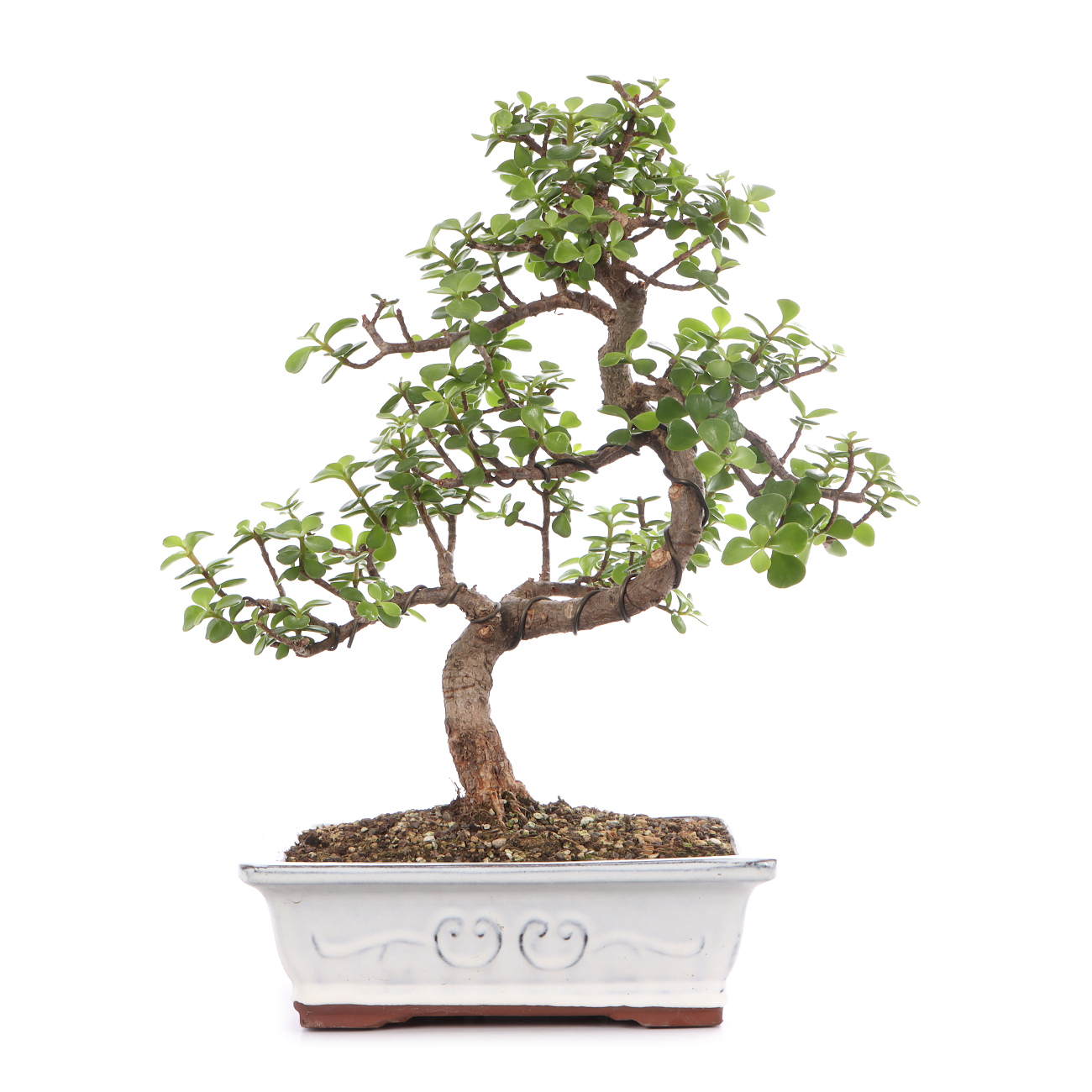 Portulacaria afra