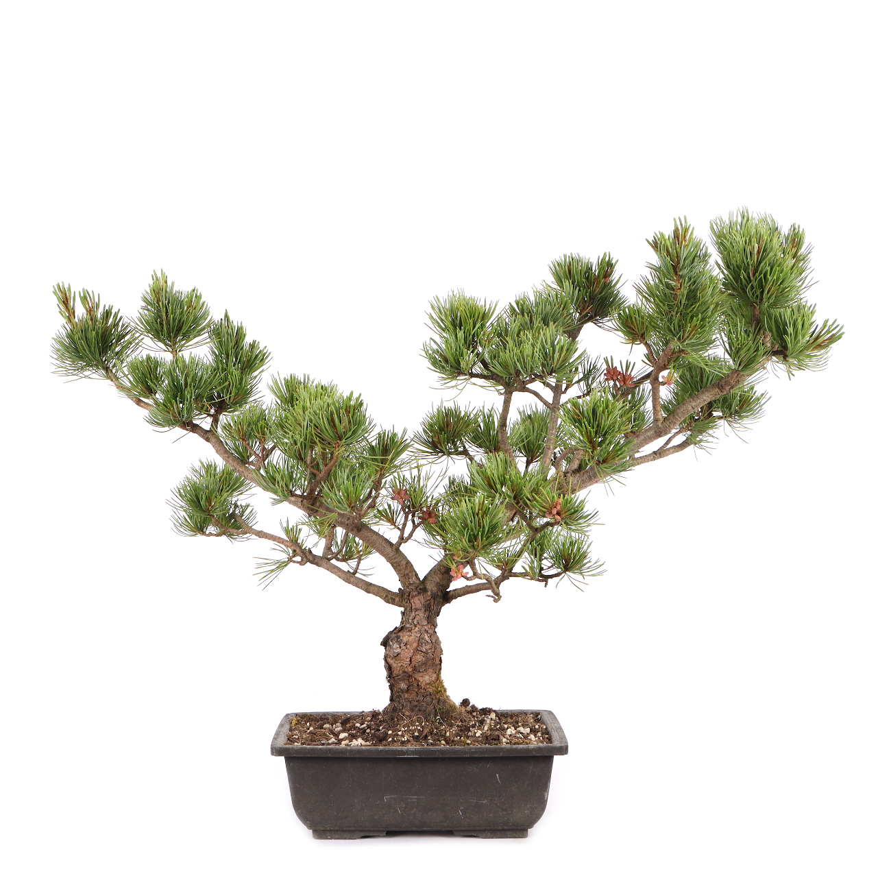 Pinus parviflora 'Glauca'