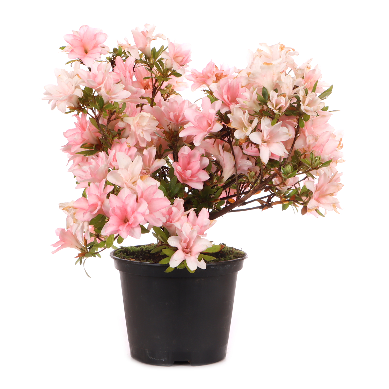 Rhododendron indicum 'Hotaru'