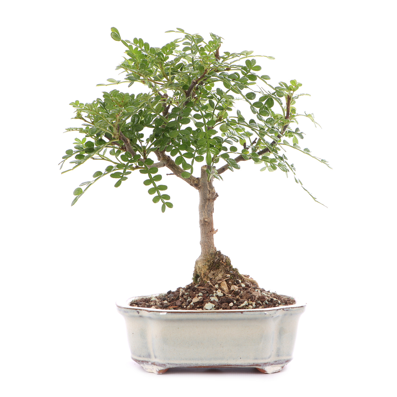 Zanthoxylum spec.