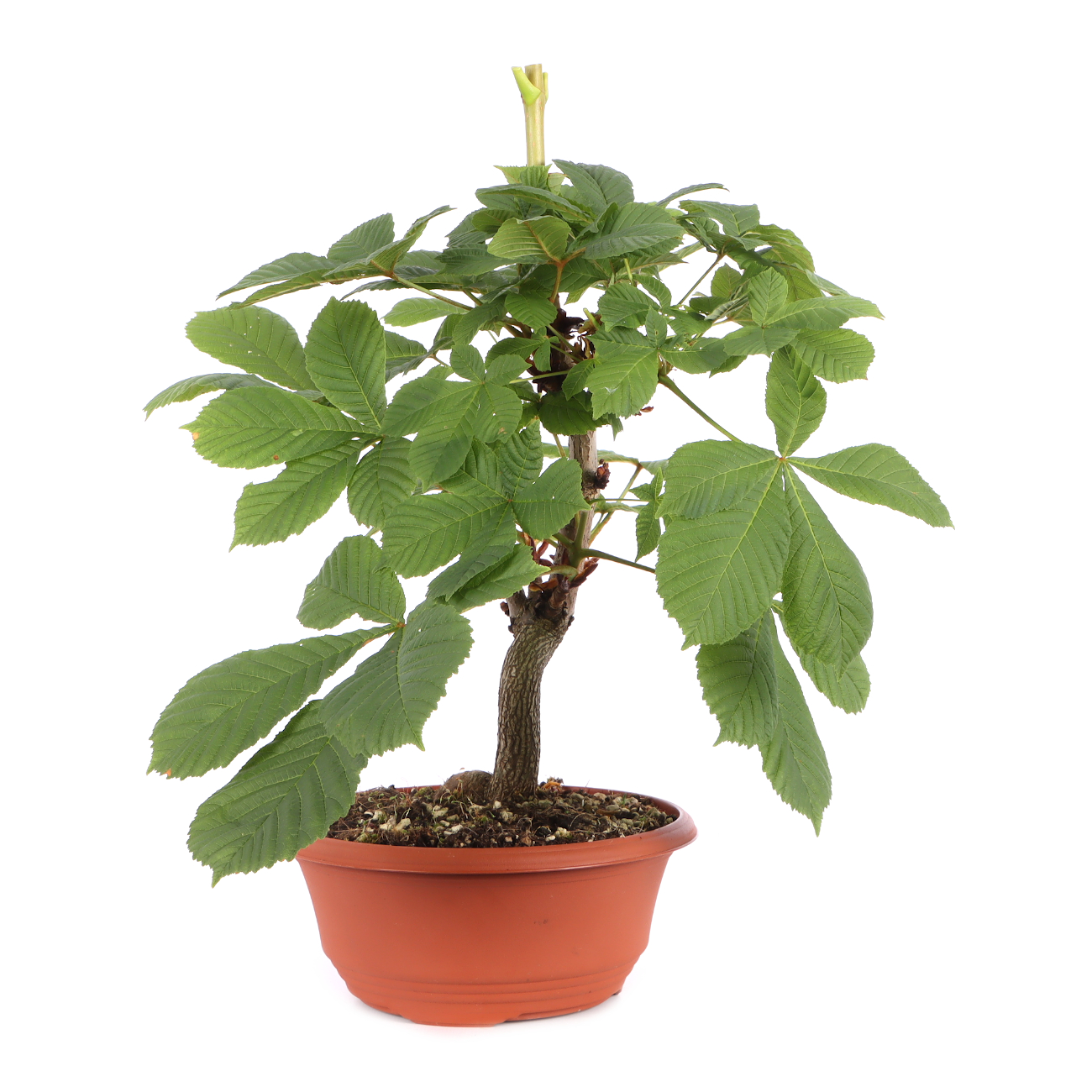 Aesculus hippocastanum