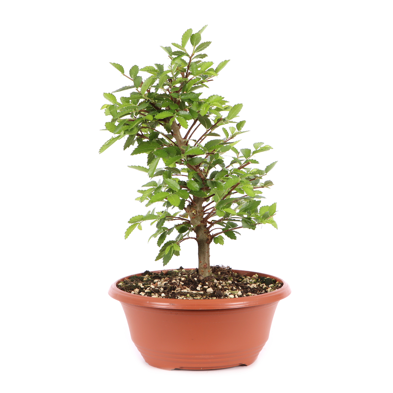 Ulmus japonica