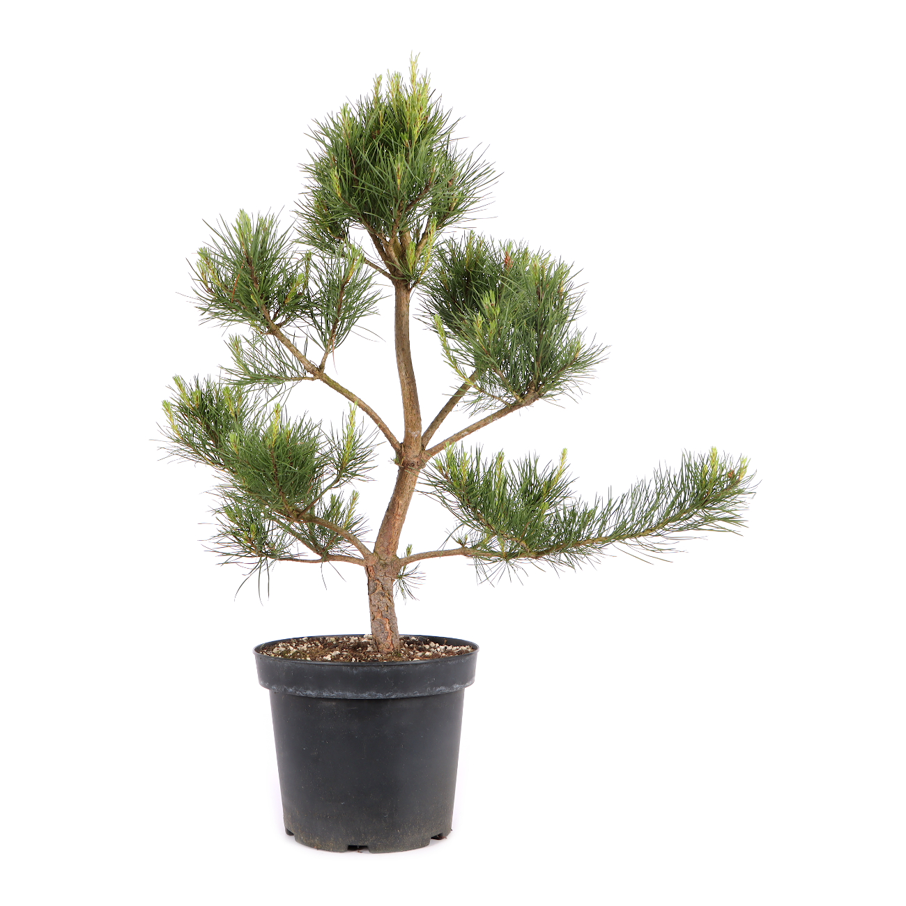 Pinus sylvestris