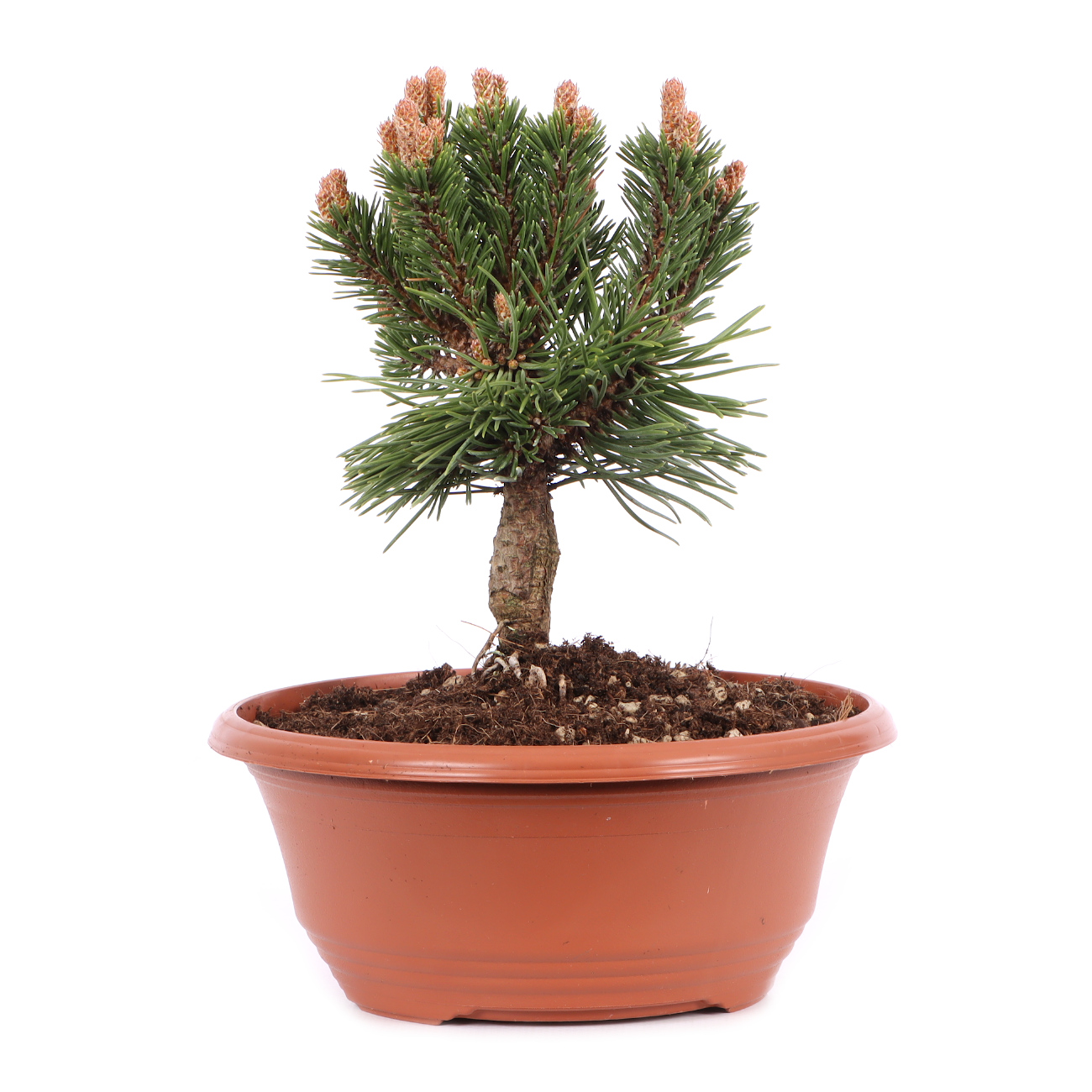 Pinus mugo 'Sherwood Compact'