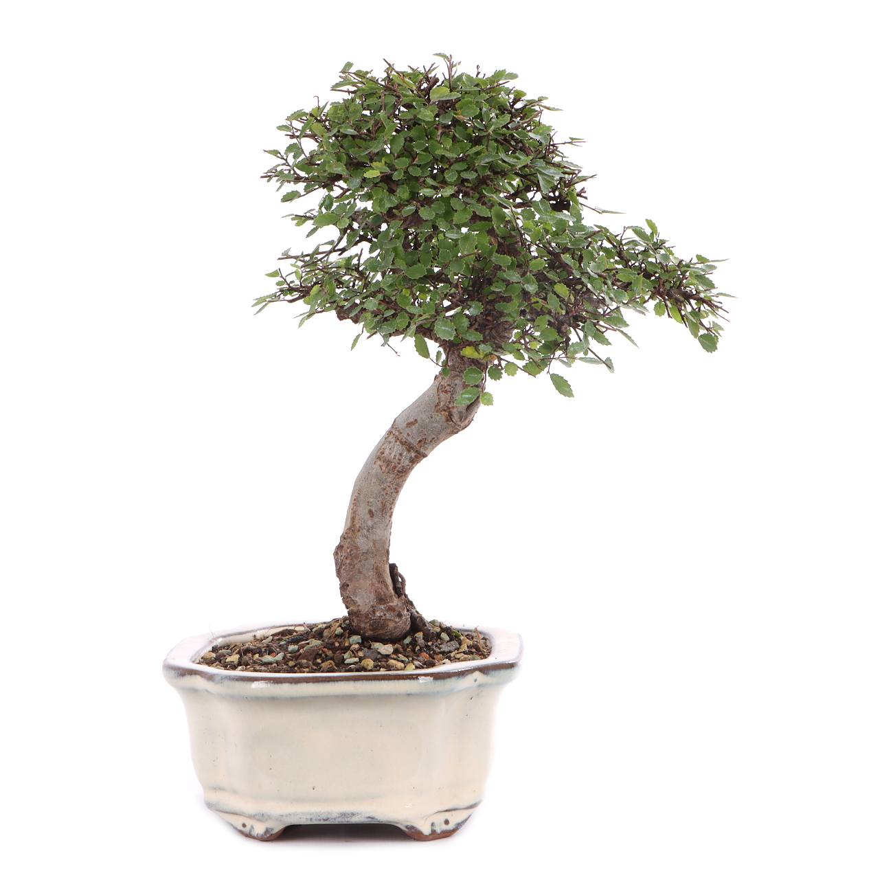 Ulmus parvifolia