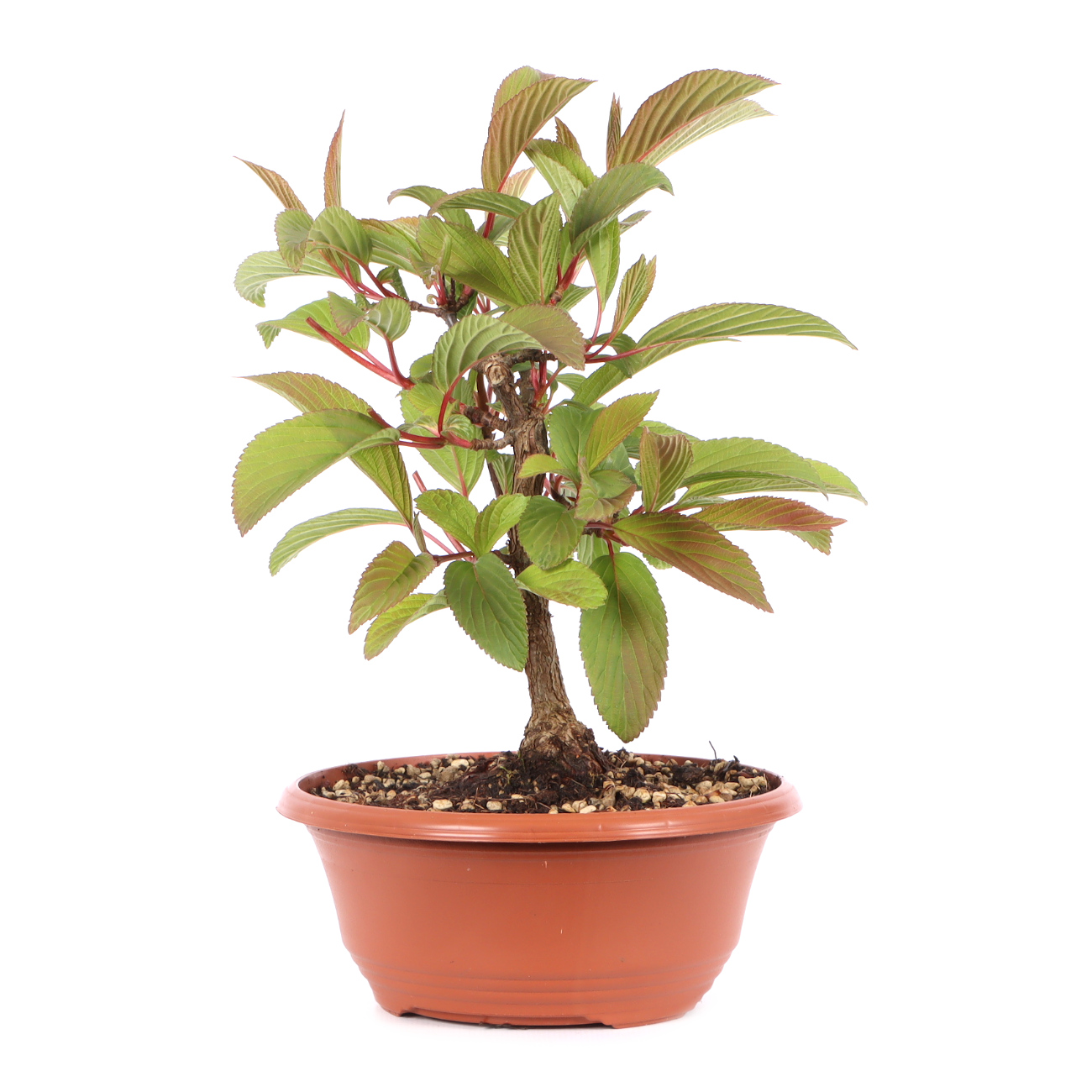 Viburnum x bodnantense 'Dawn'