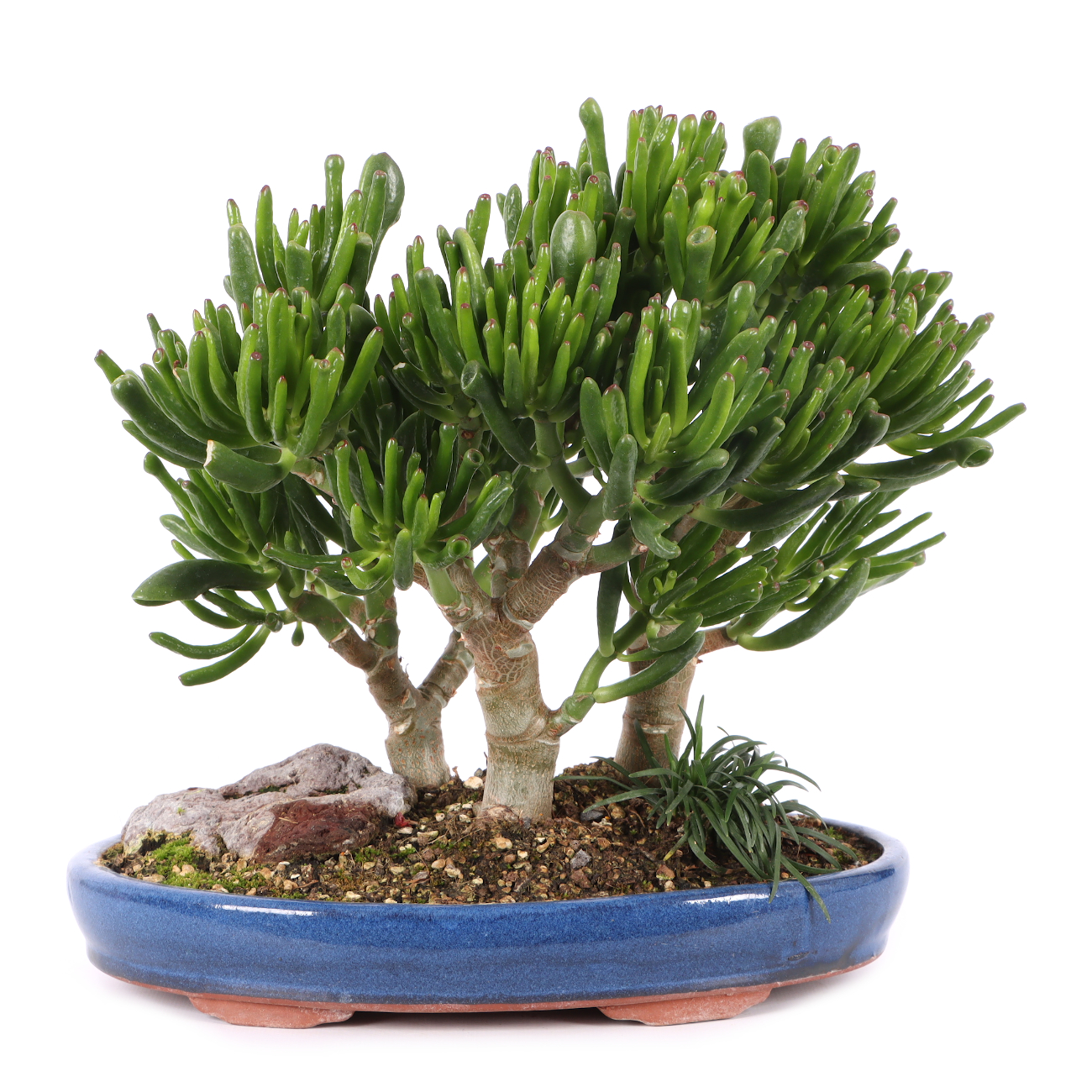 Crassula ovata 'Horn Tree'
