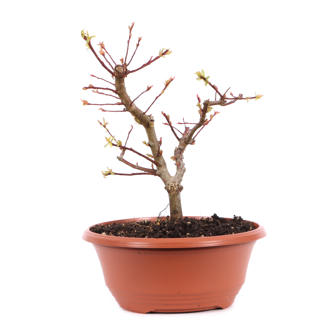 Salix integra 'Hakuro Nishiki'