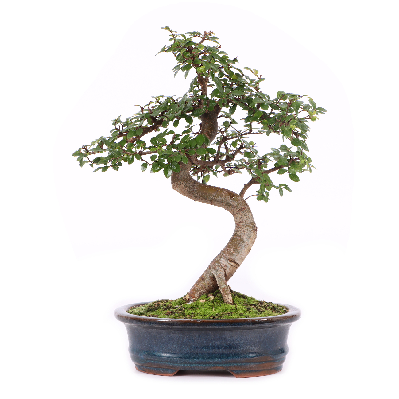 Ulmus parvifolia