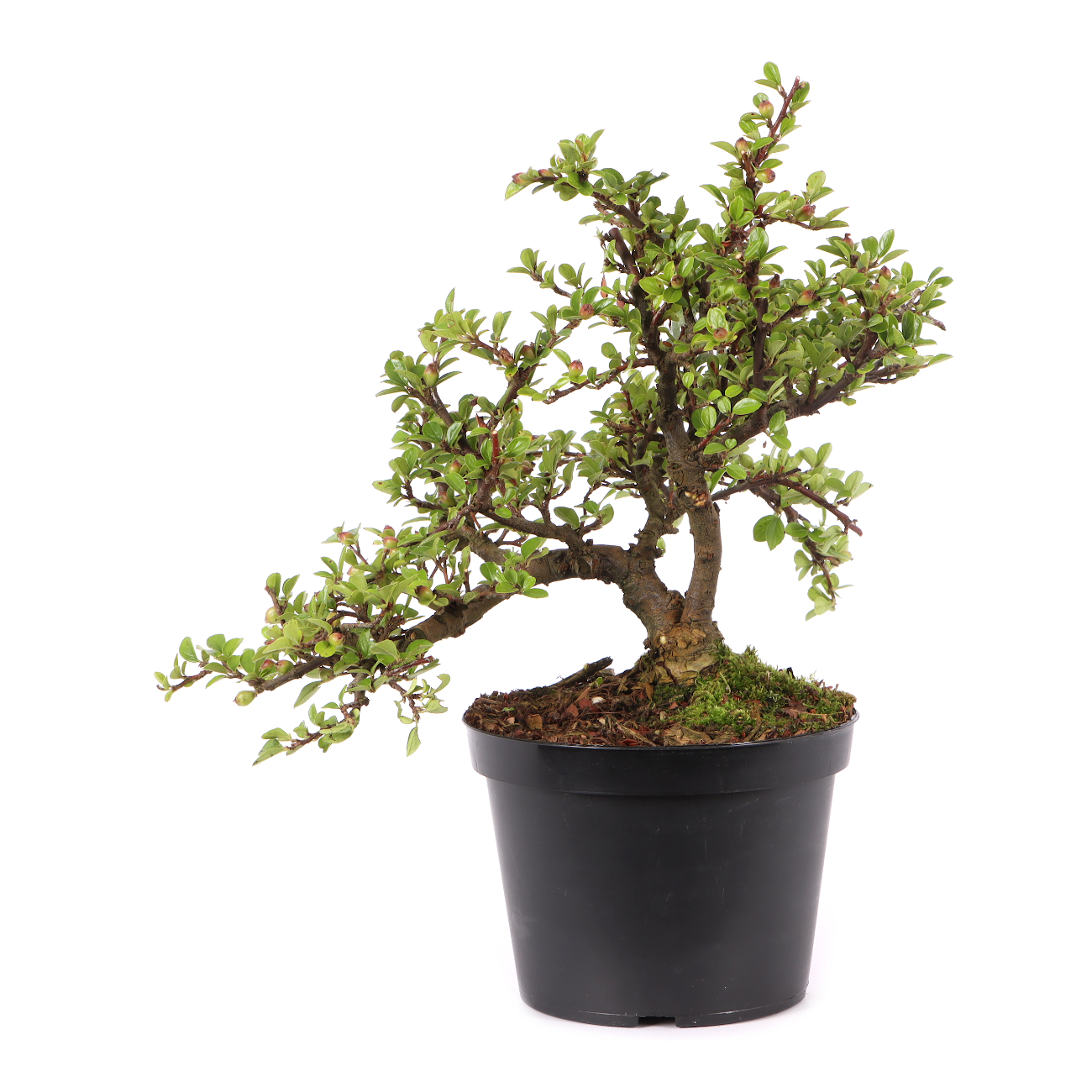 Cotoneaster praecox