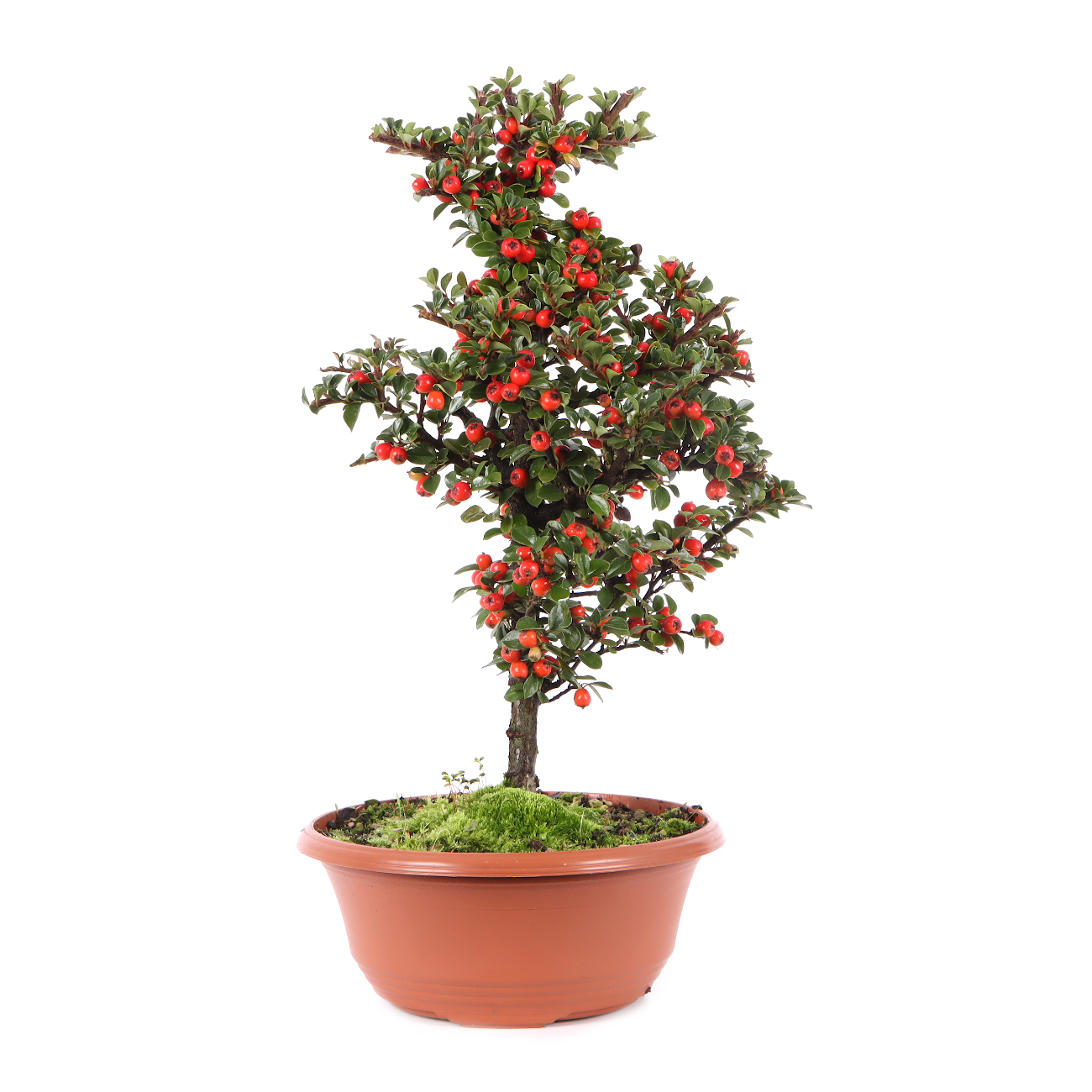 Cotoneaster praecox