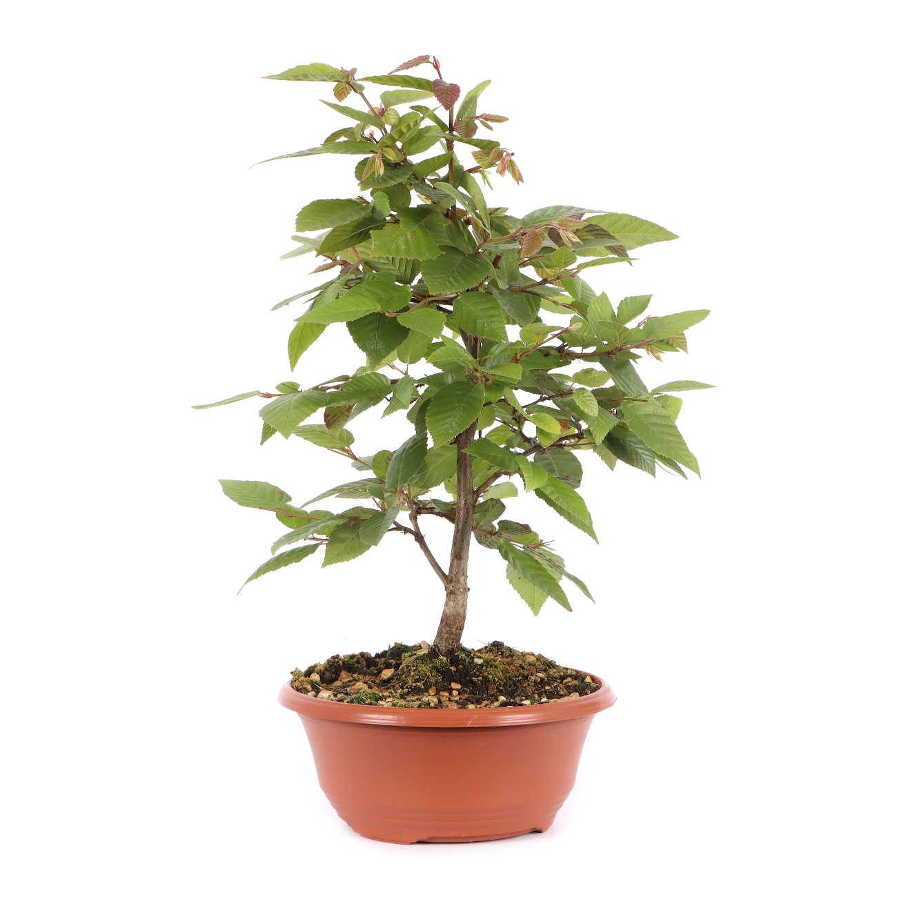 Carpinus turczaninowii