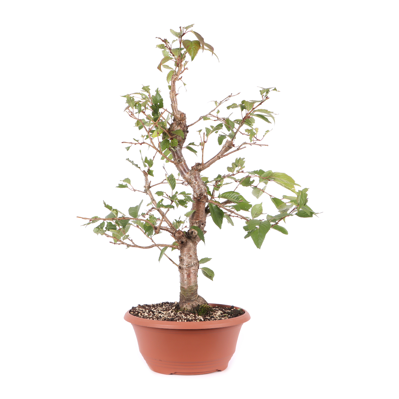 Prunus 'Accolade'