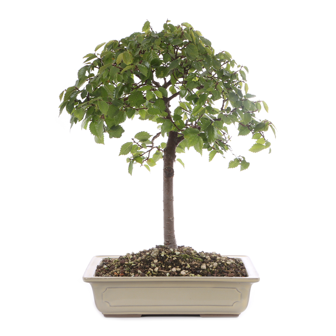 Ulmus pumila
