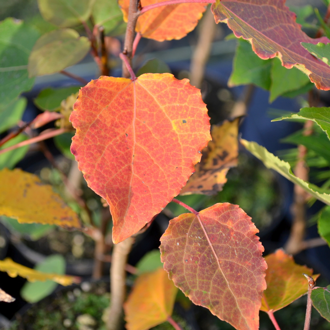 Herbstlaub