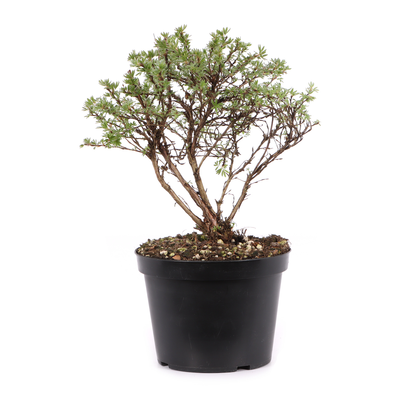 Potentilla fruticosa 'Kobold'