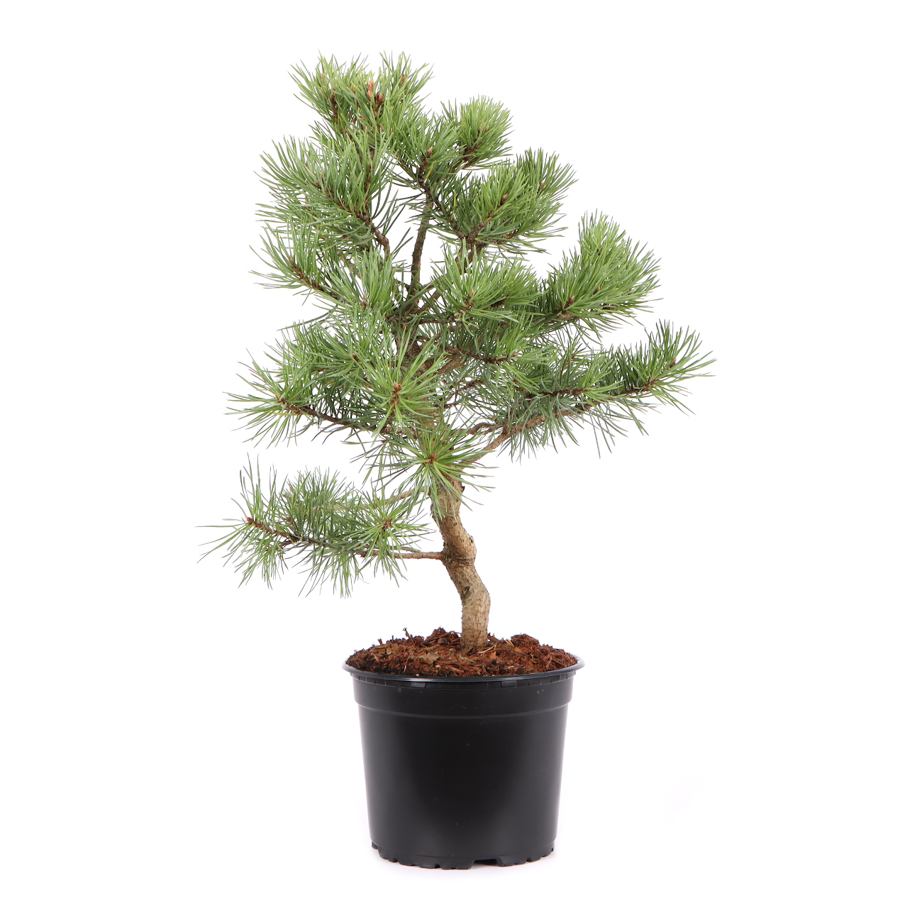 Seitenansicht rechts