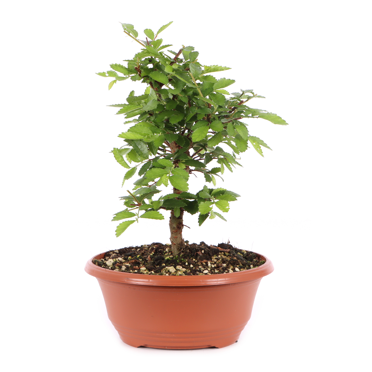 Ulmus japonica