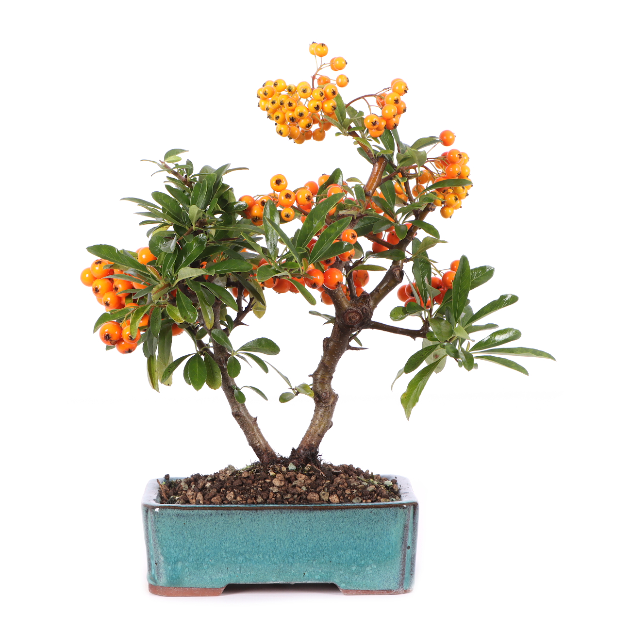 Pyracantha coccinea 'Orange Glow'