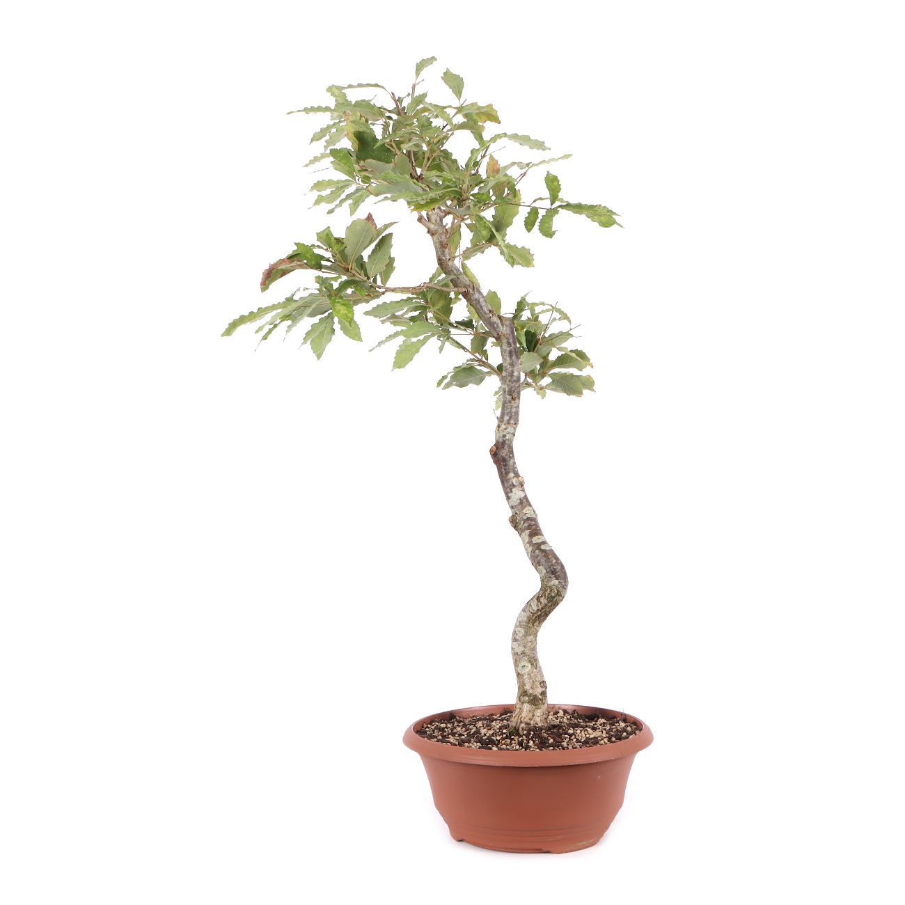 Quercus serrata