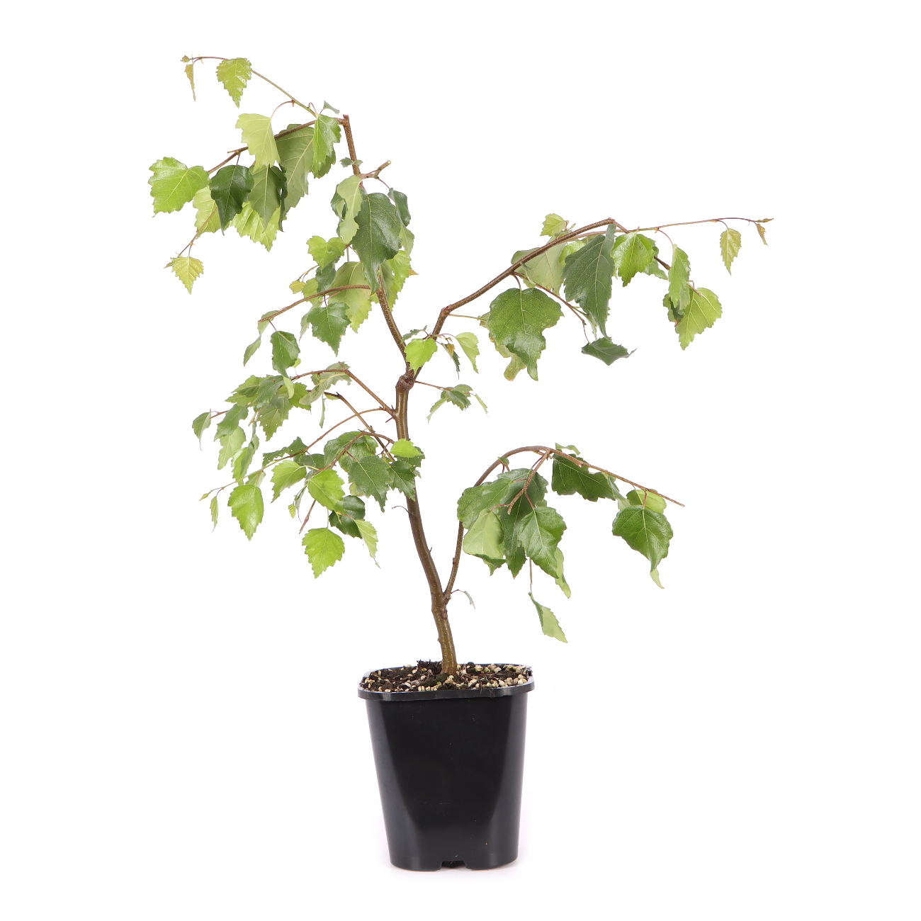 Betula pendula 'Youngii'