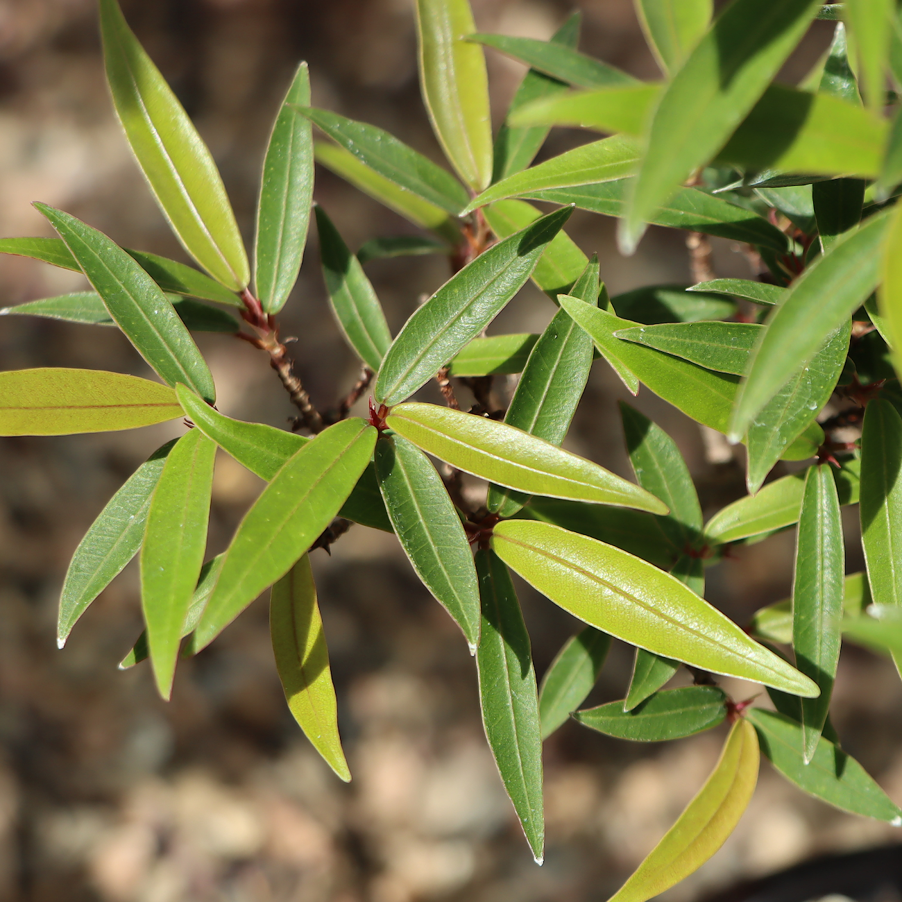 Ficus sikkimensis