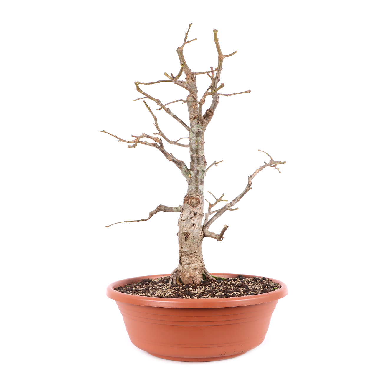 Tilia cordata