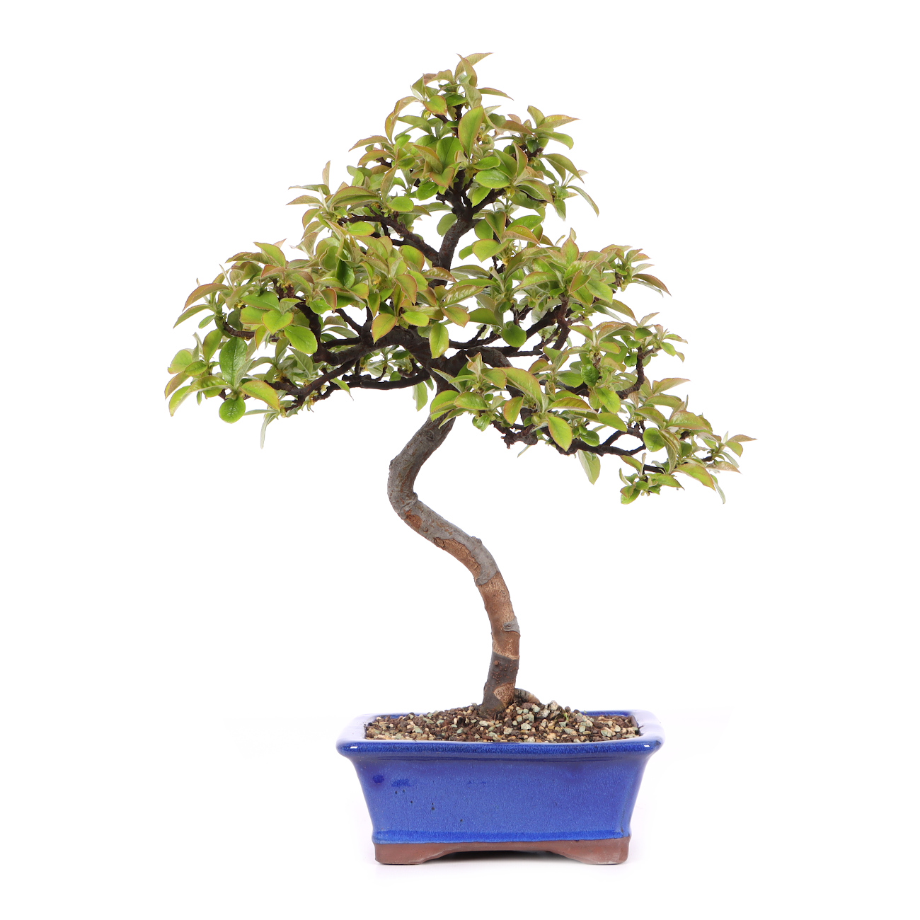 Pseudocydonia sinensis