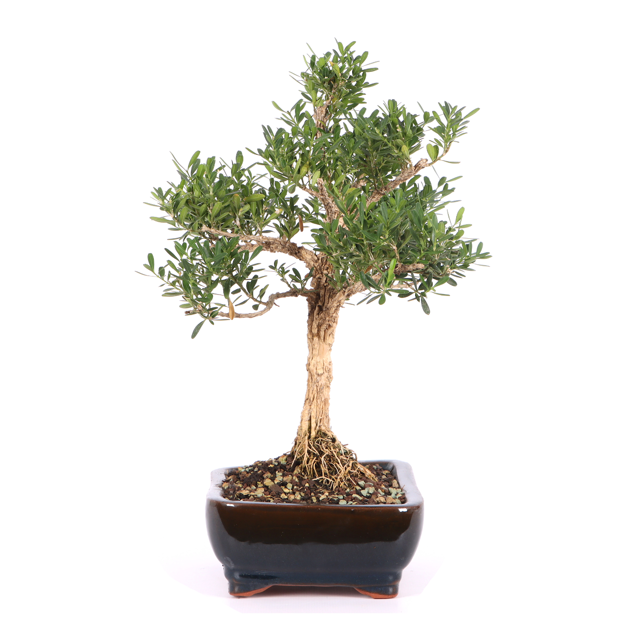Buxus sinica var. sinica