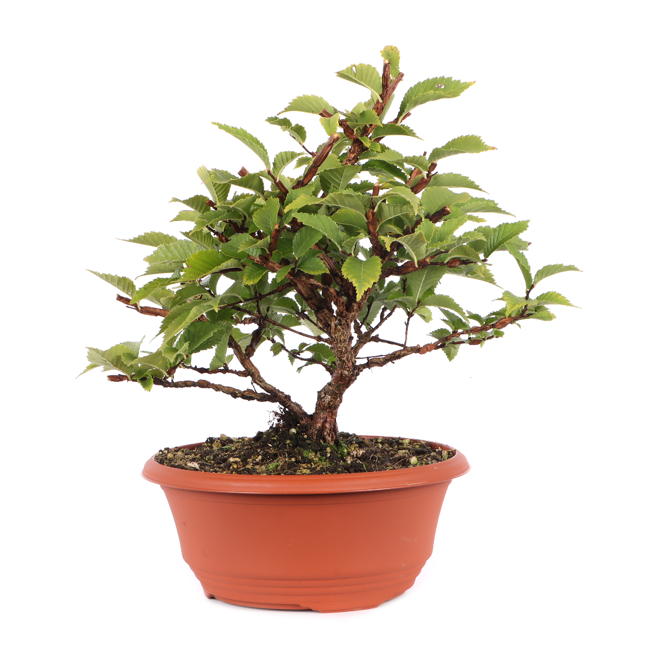 Ulmus minor var.