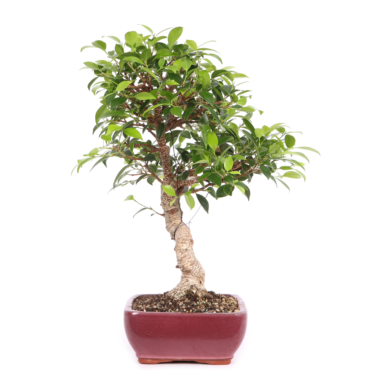 Seitenansicht rechts