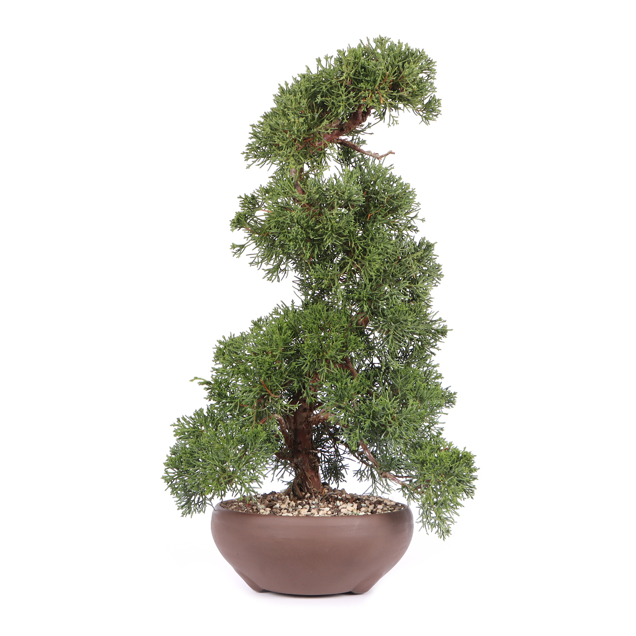 Juniperus chinensis