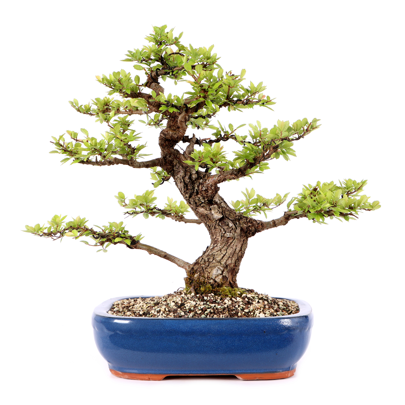 Ulmus japonica
