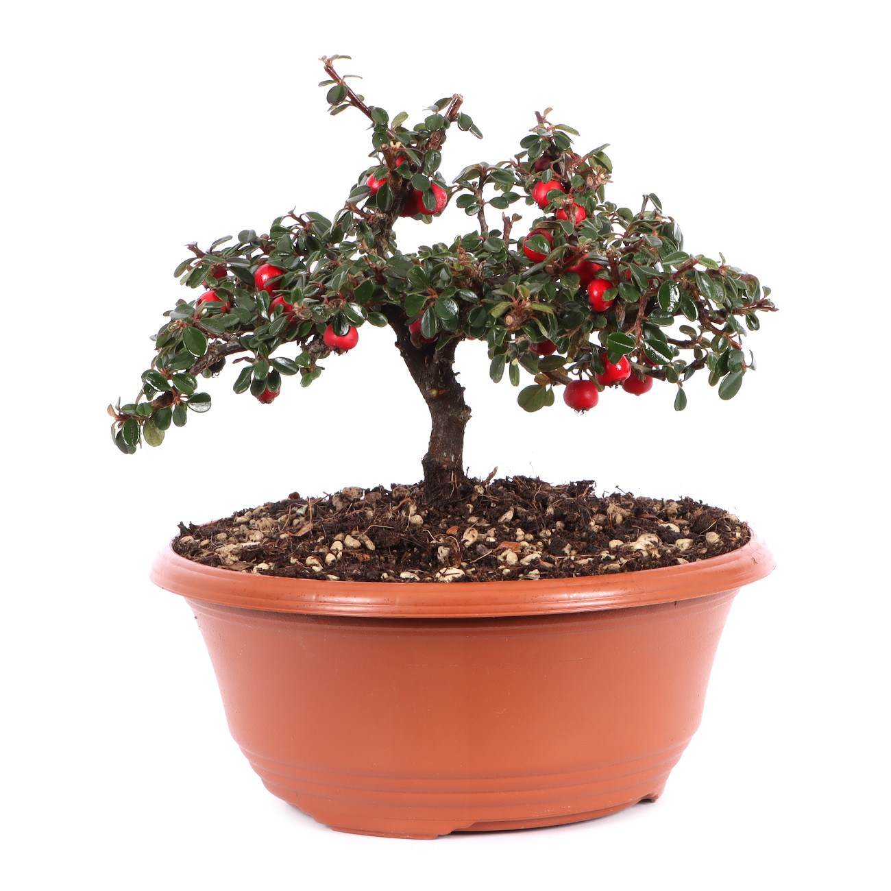 Cotoneaster microphyllus ‘Cochleatus‘ - Dwarf Creeping Cotoneaster ‘Cochleatus‘