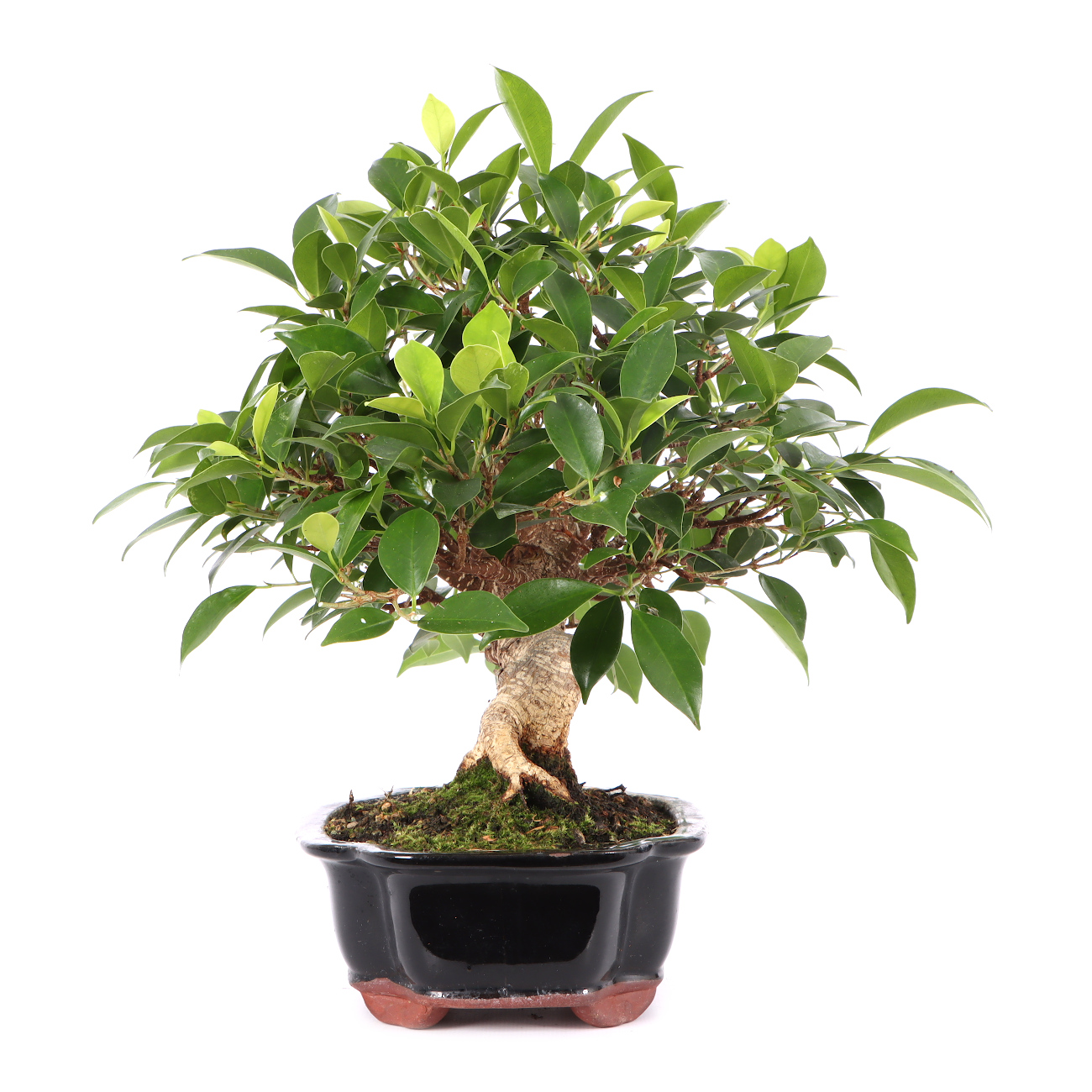 Ficus microcarpa 'Tiger Bark'