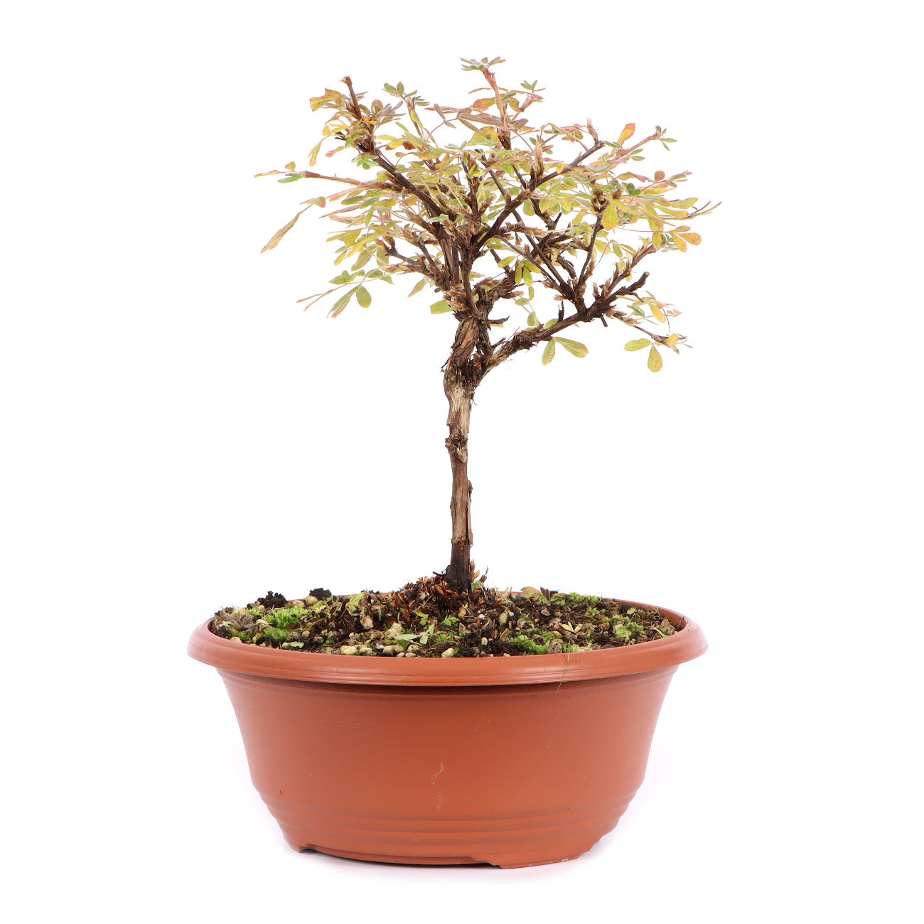 Seitenansicht rechts