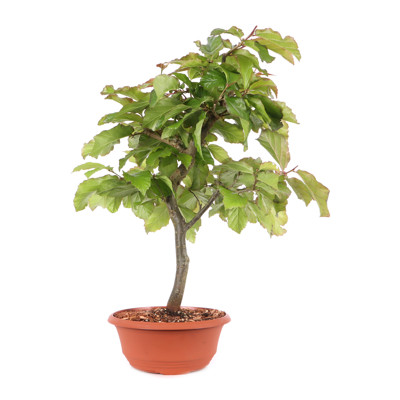 Parrotia persica 'Bella'
