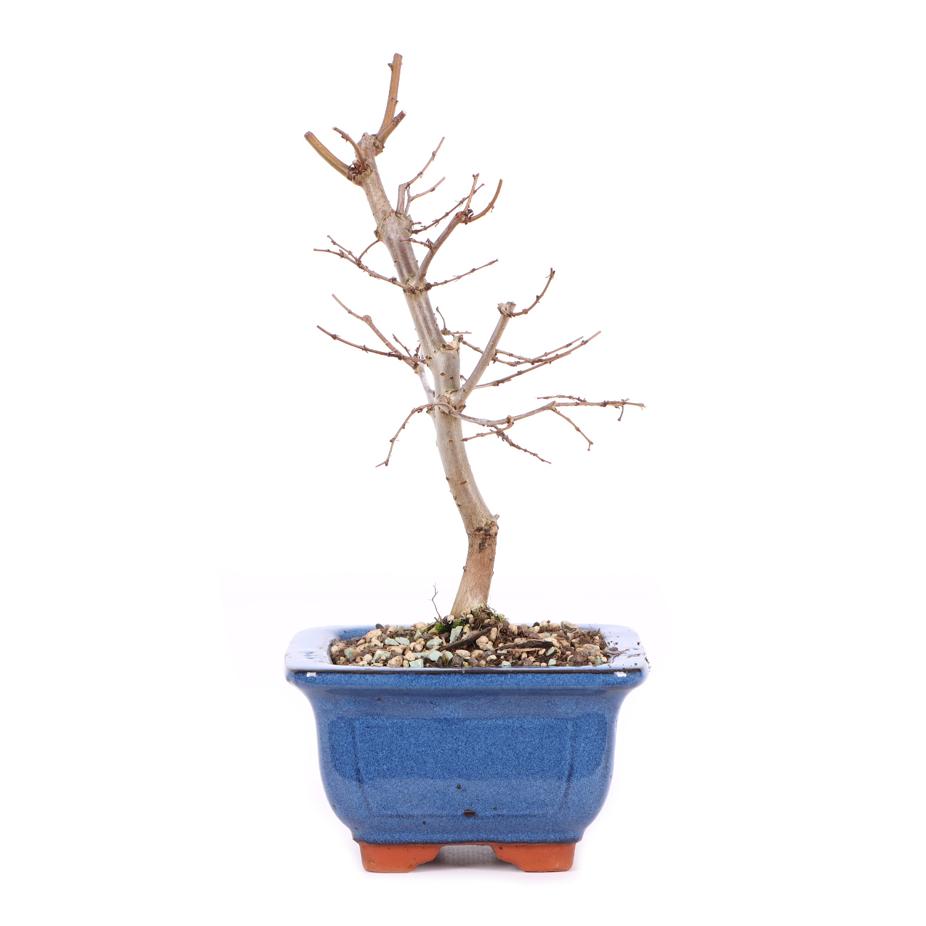 Zelkova serrata | 1020-K-26-0003