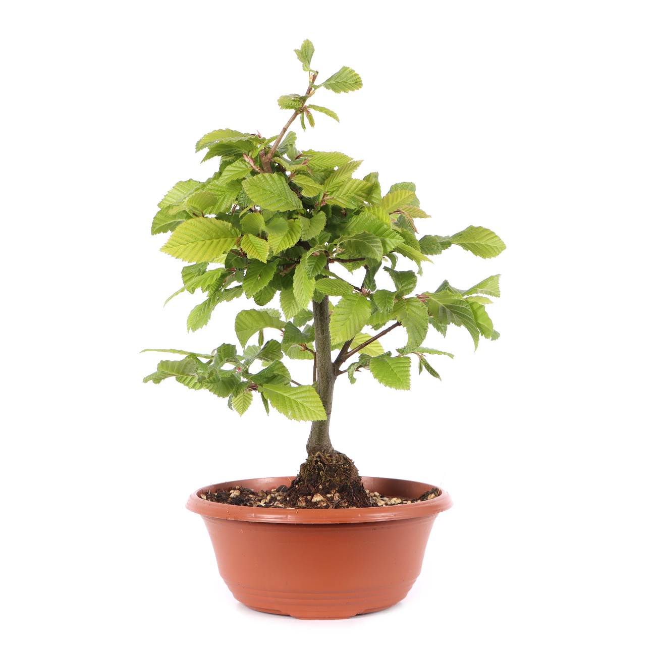 Carpinus betulus