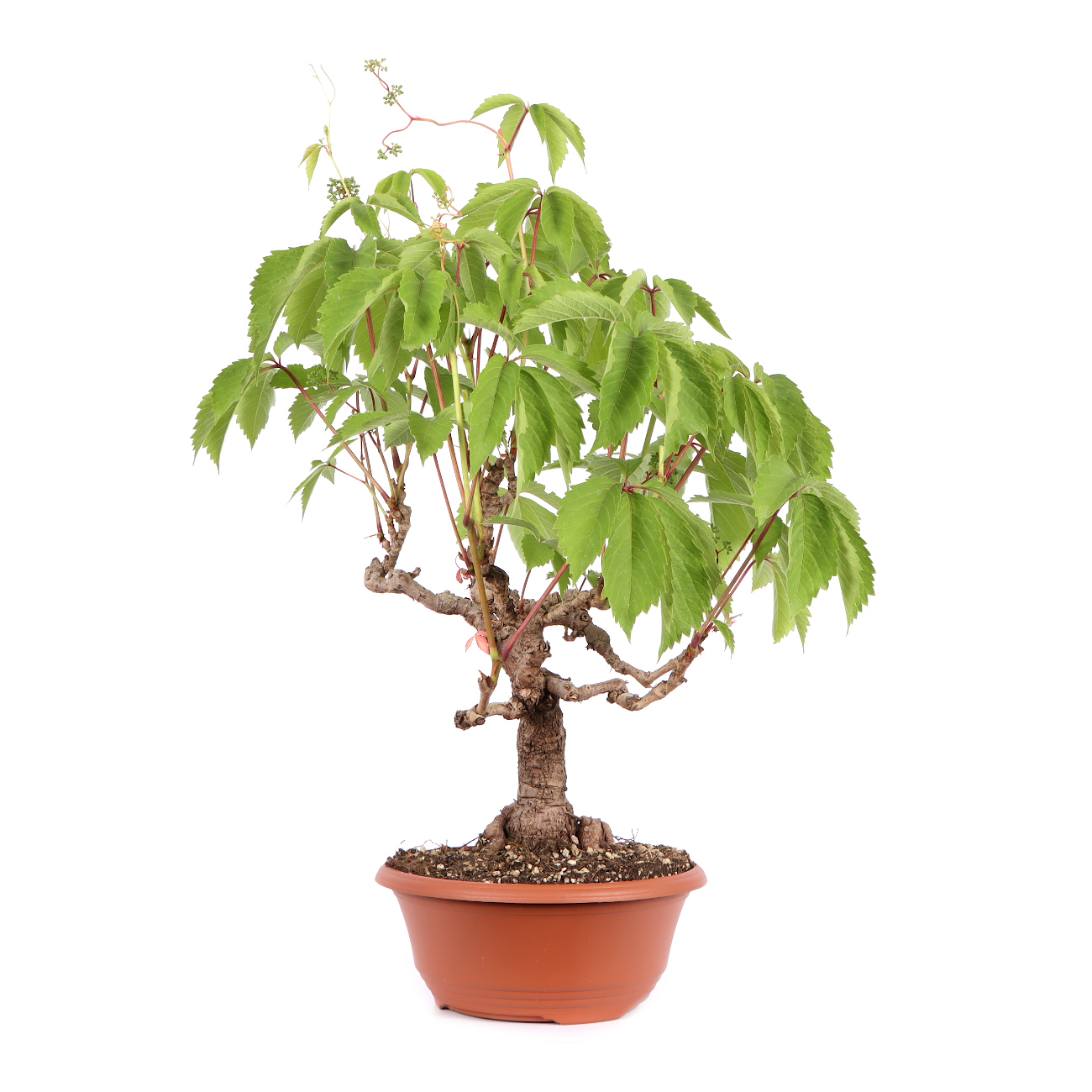 Seitenansicht rechts