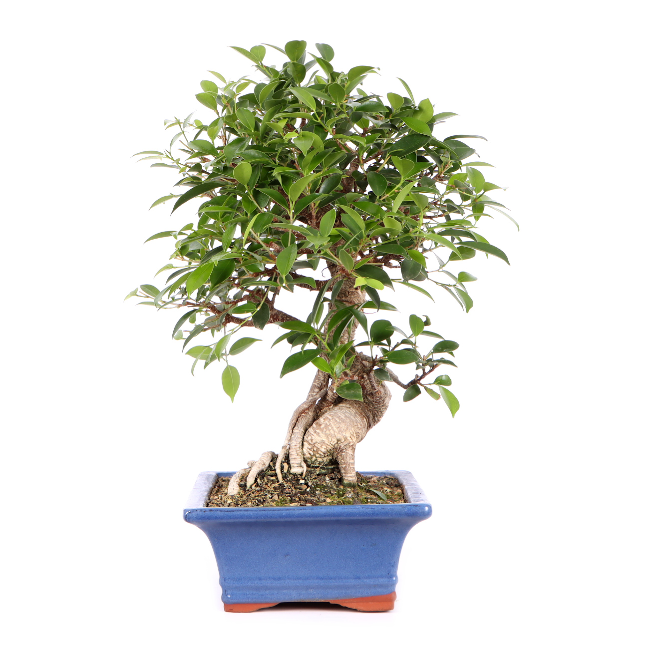 Seitenansicht rechts