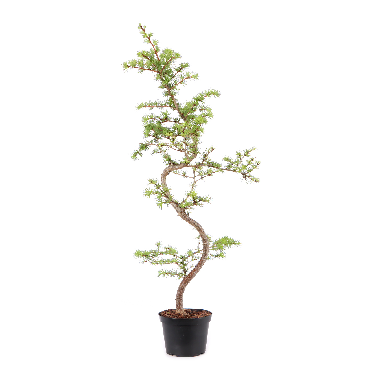 Larix kaempferi
