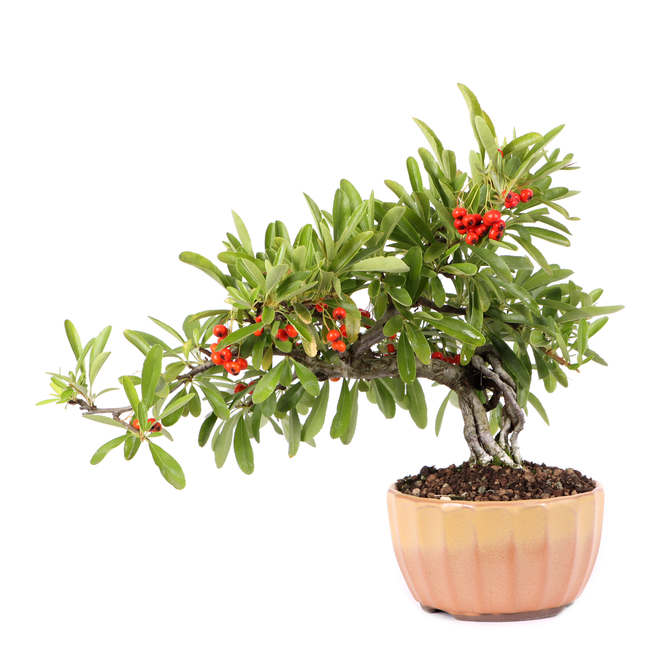 Pyracantha angustifolia